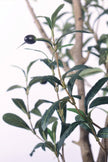 Olive I: Artificial Gaeta Olive Tree with Dual-Trunk Structure