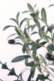 Olive I: Artificial Gaeta Olive Tree with Dual-Trunk Structure