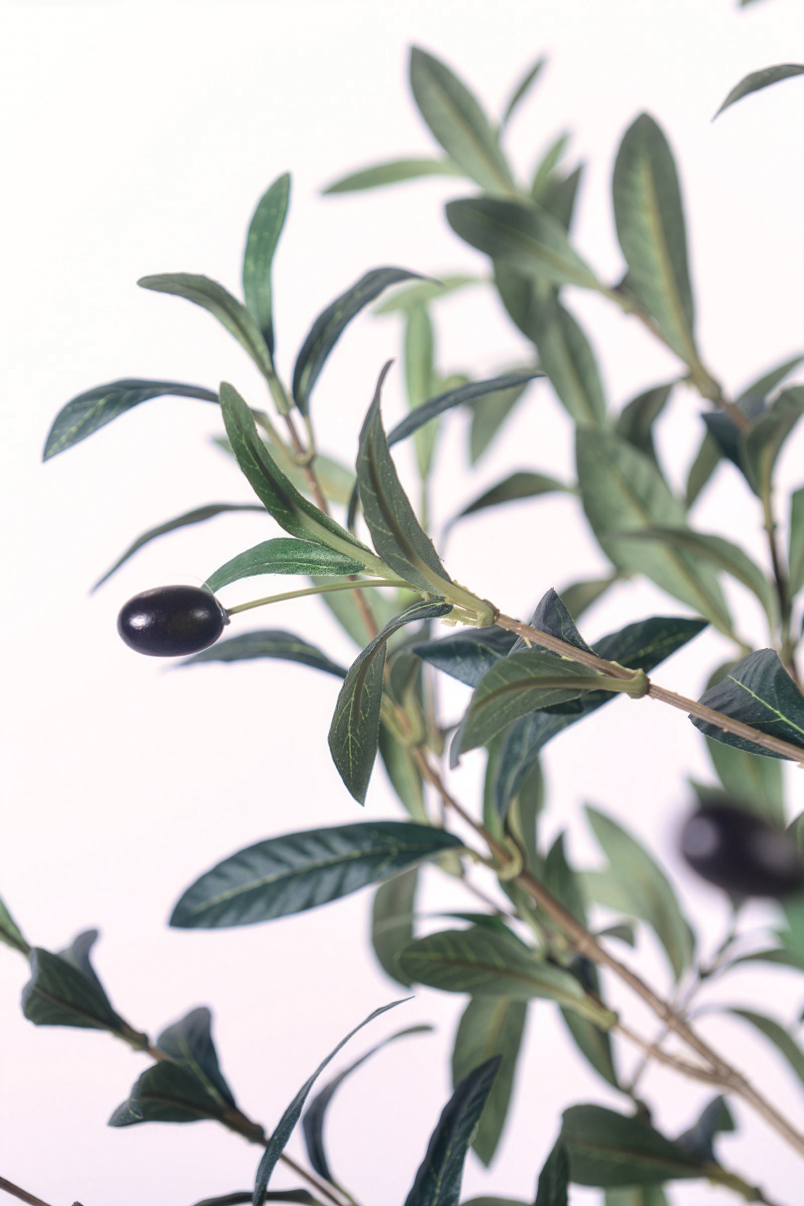 Olive I: Artificial Gaeta Olive Tree with Dual-Trunk Structure