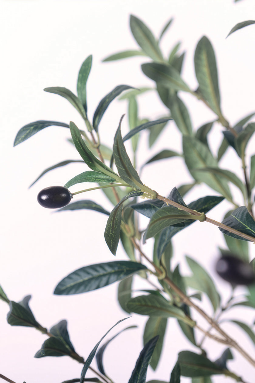 Olive I: Artificial Gaeta Olive Tree with Dual-Trunk Structure