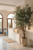 Olive K: Large Artificial Olive Tree with Four-Branch Structure and Textured Bark