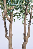 Olive K: Large Artificial Olive Tree with Four-Branch Structure and Textured Bark