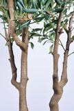 Olive K: Large Artificial Olive Tree with Four-Branch Structure and Textured Bark