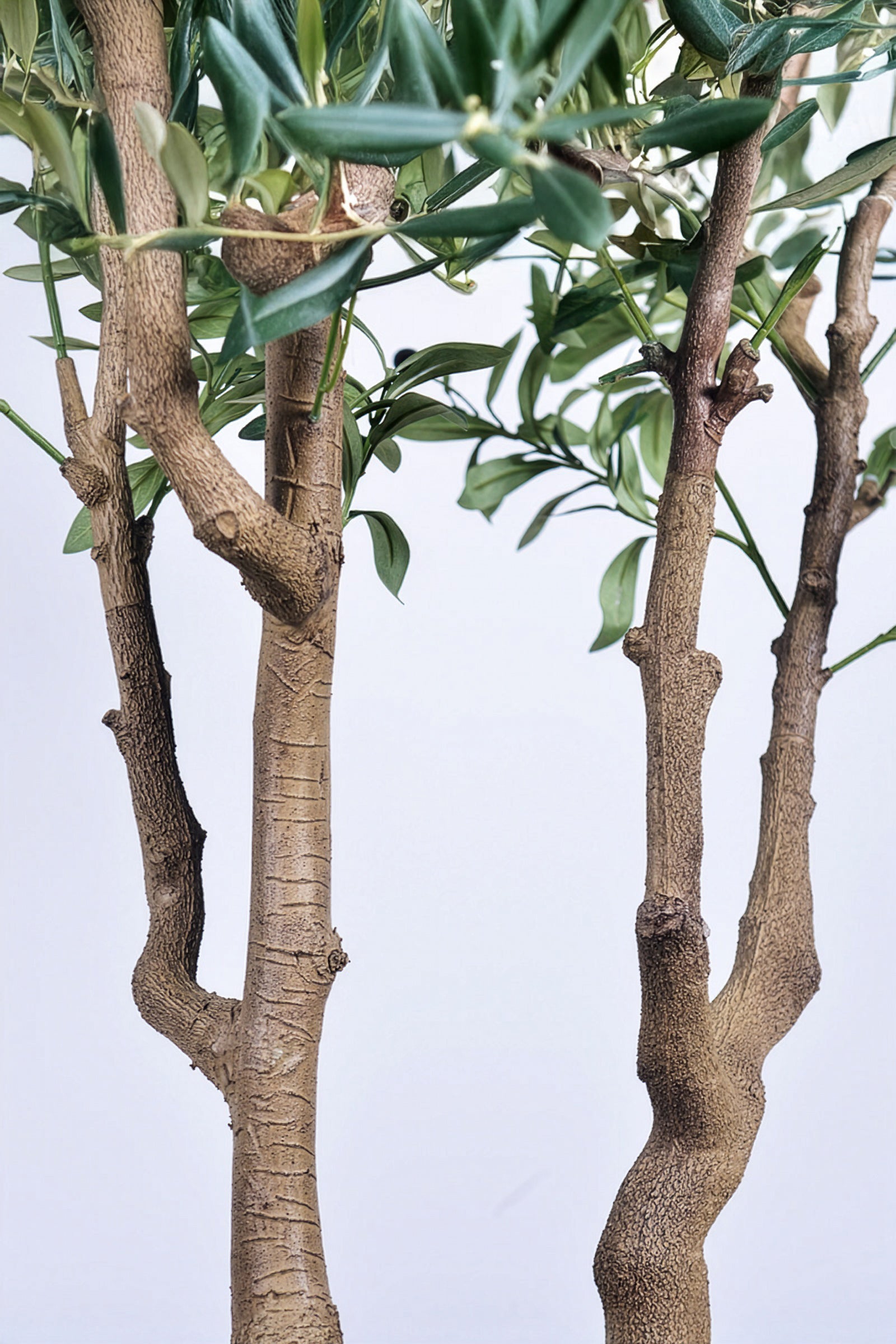 Olive K: Large Artificial Olive Tree with Four-Branch Structure and Textured Bark