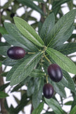 Olive L: Artificial Olive Tree with One-Piece Foliage and Natural-Style Trunk