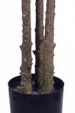 Olive O: Artificial Olive Tree with Three Natural-Style Trunks