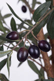 Olive J: Artificial Olive Tree with Multiple Natural-Style Trunks and Dense Foliage