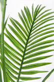 Palmier A : Faux palmier Areca avec des feuilles arquées luxuriantes