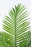 Palm A: Artificial Areca Palm Tree with Lush Arching Fronds