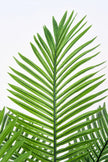 Palmier A : Faux palmier Areca avec des feuilles arquées luxuriantes