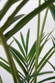 Palm B: Artificial Phoenix Palm Tree with Real-Touch Leaves and Textured Brown Sheath