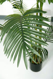 Palm C: Artificial Hawaiian Palm Tree with Feathered Leaves