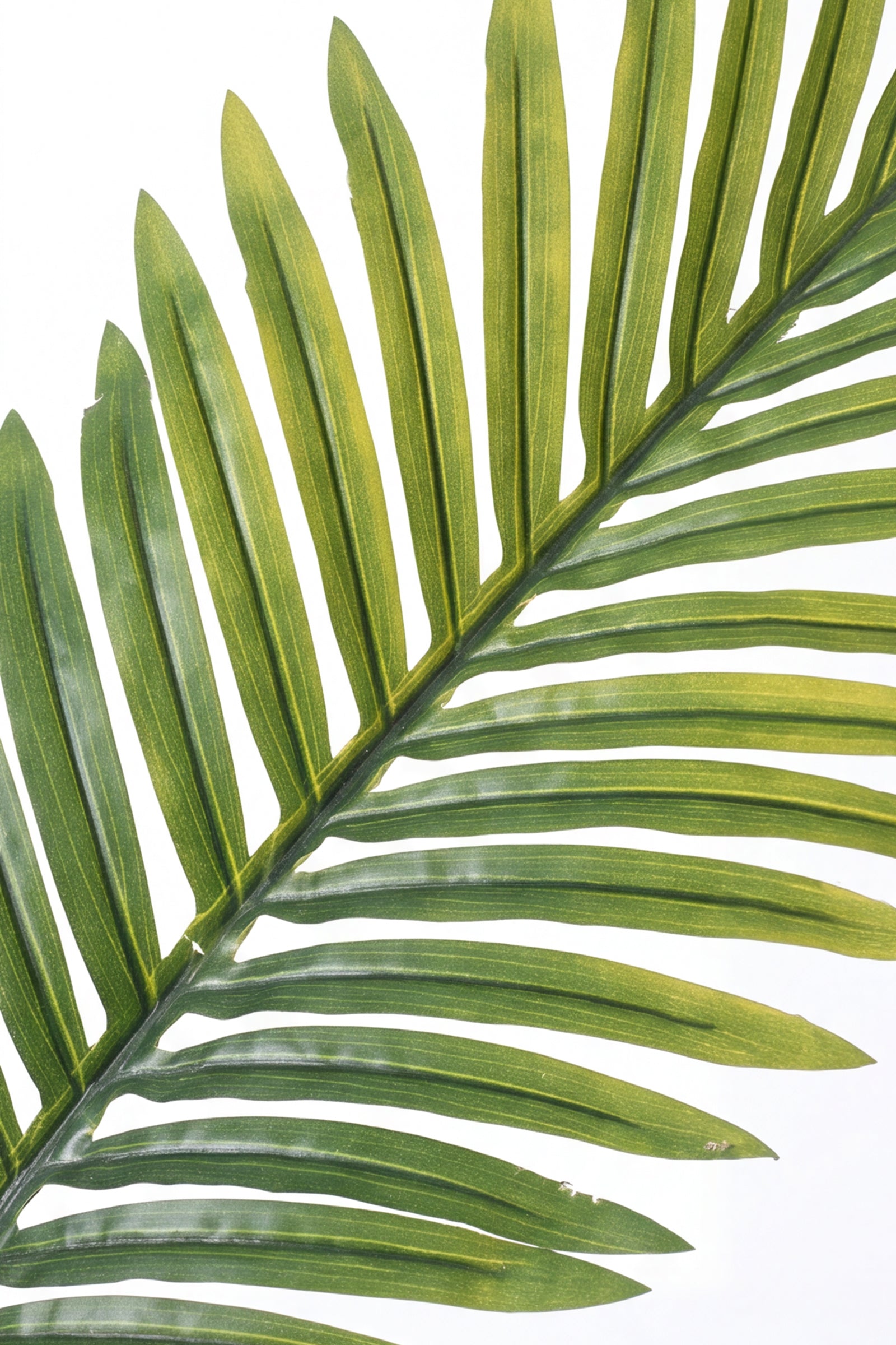 Palm E: Artificial Palm with Cane Palm Trunks and Palm Hair