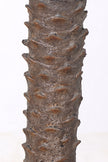 Palm G: Large Artificial Phoenix Palm Tree with Thick Single Trunk