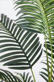 Palm H: Artificial Palm Tree with Realistic Palm Fiber Trunk