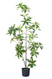 Artificial Pieris Tree with Realistic Branch Structure