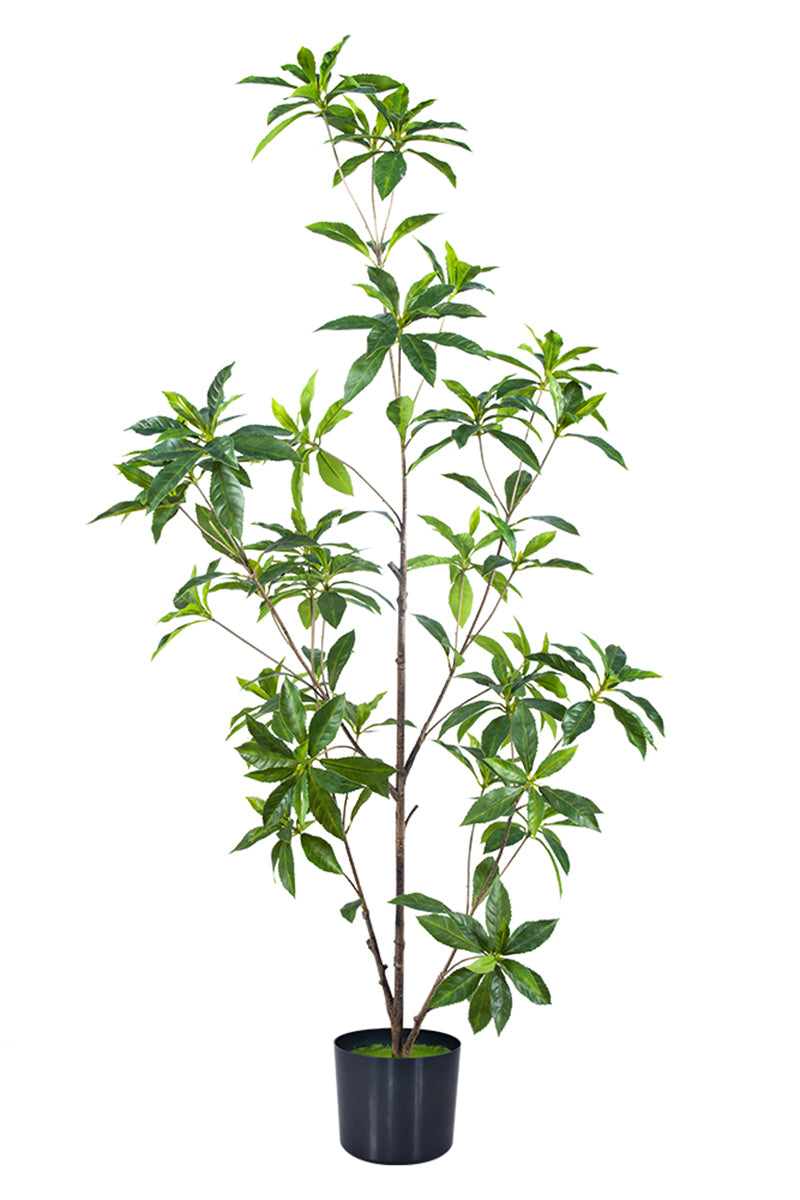 Artificial Pieris Tree with Realistic Branch Structure