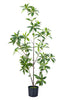 Artificial Pieris Tree with Realistic Branch Structure