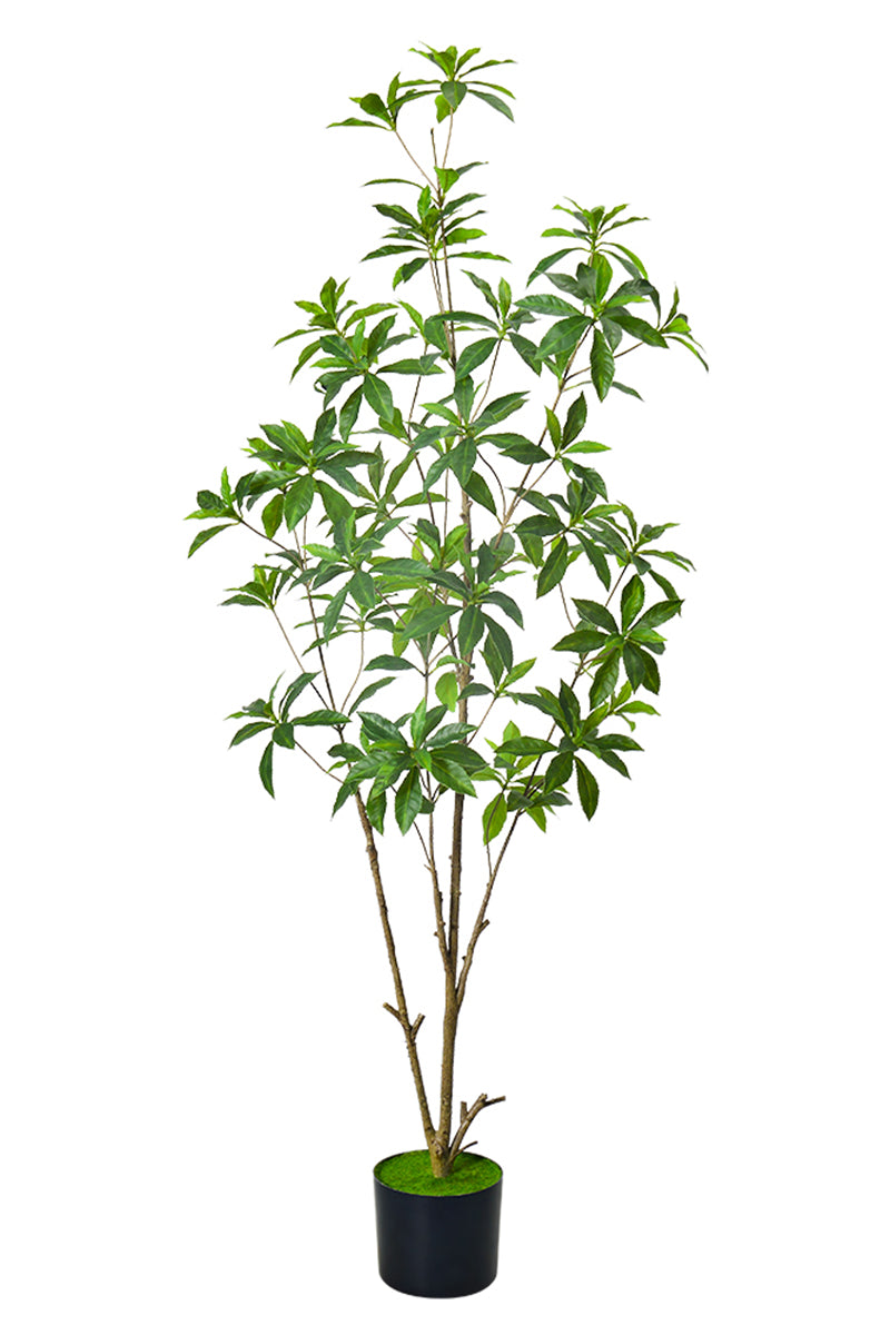 Artificial Pieris Tree with Realistic Branch Structure
