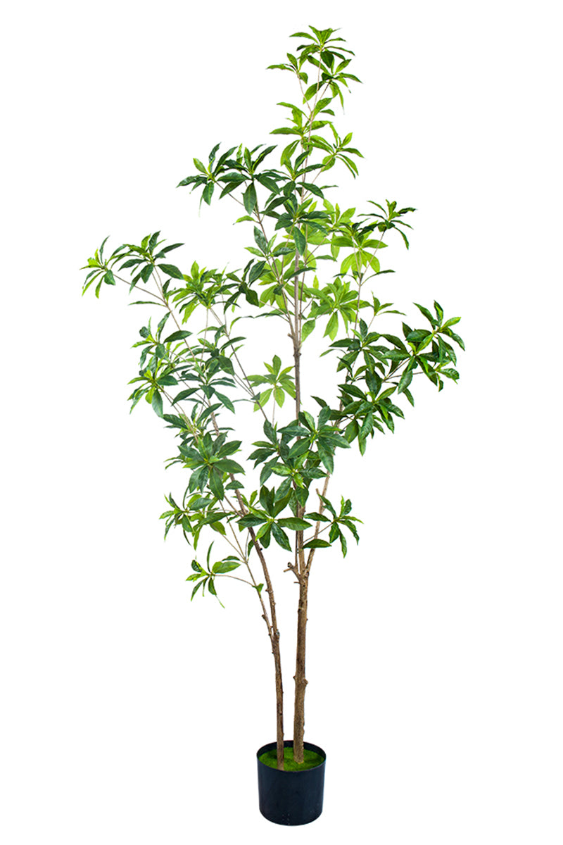 Artificial Pieris Tree with Realistic Branch Structure