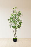 Artificial Pieris Tree with Realistic Branch Structure
