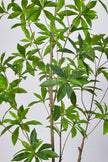 Artificial Pieris Tree with Realistic Branch Structure