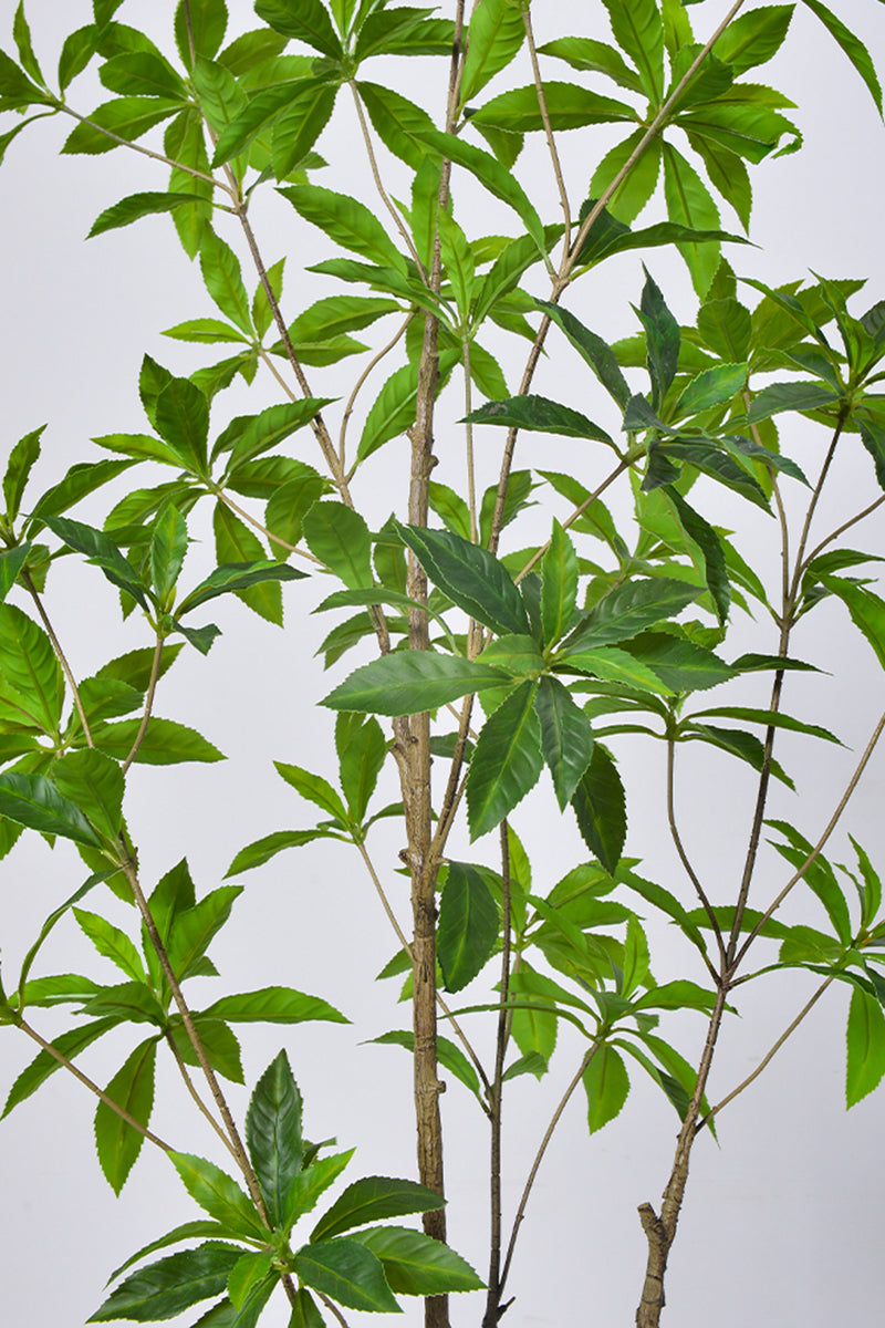 Artificial Pieris Tree with Realistic Branch Structure