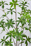 Artificial Pieris Tree with Realistic Branch Structure