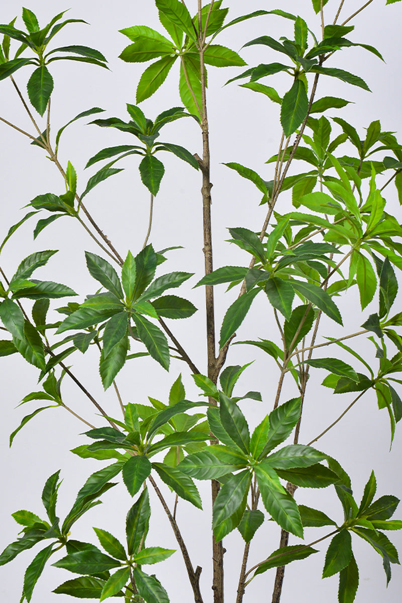 Artificial Pieris Tree with Realistic Branch Structure