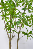 Artificial Pieris Tree with Realistic Branch Structure