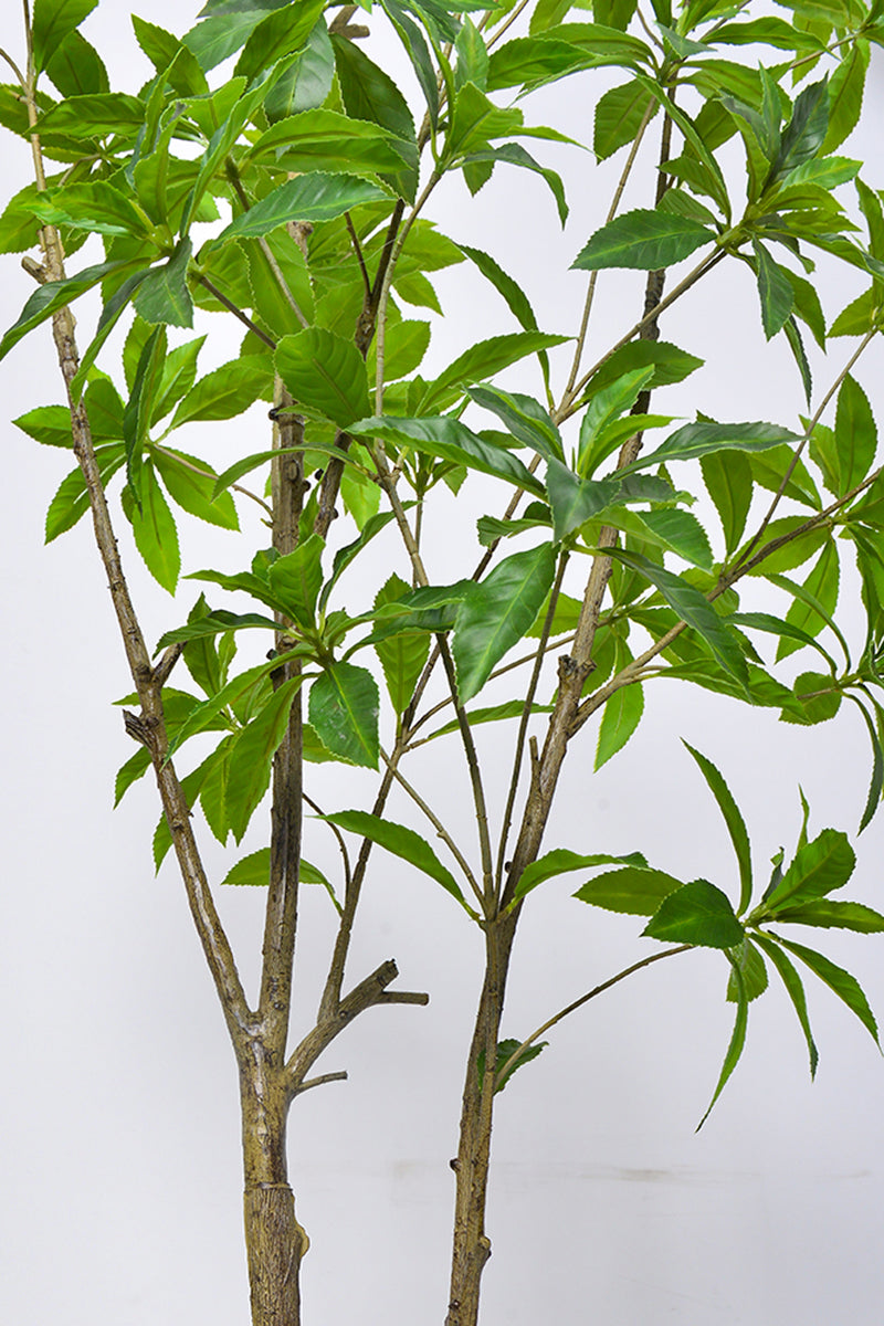Artificial Pieris Tree with Realistic Branch Structure
