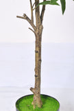 Artificial Pieris Tree with Realistic Branch Structure