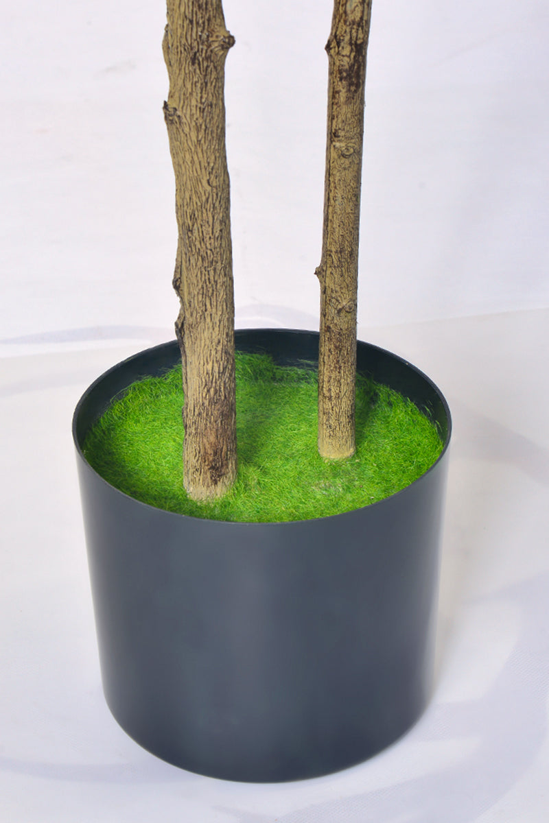 Artificial Pieris Tree with Realistic Branch Structure