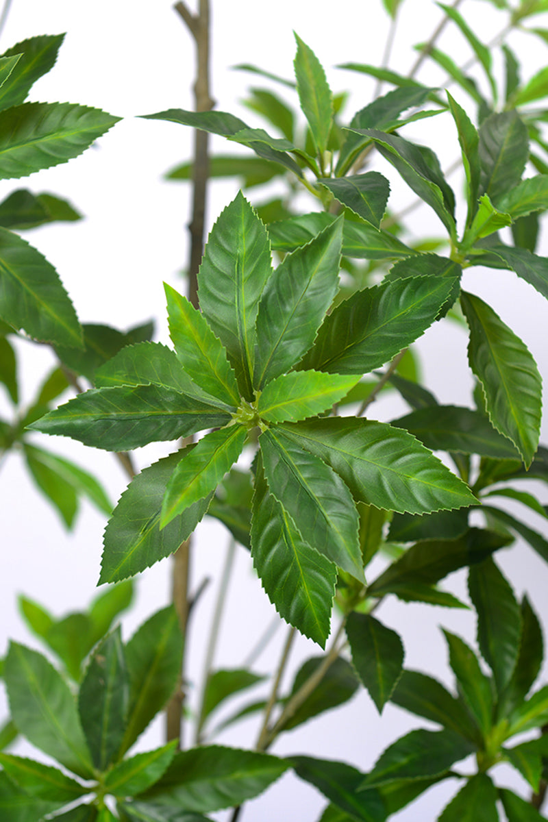 Artificial Pieris Tree with Realistic Branch Structure