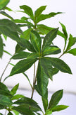 Artificial Pieris Tree with Realistic Branch Structure