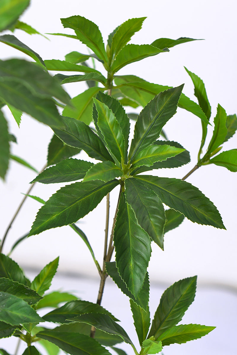Artificial Pieris Tree with Realistic Branch Structure