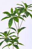 Artificial Pieris Tree with Realistic Branch Structure