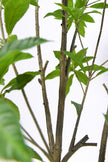 Artificial Pieris Tree with Realistic Branch Structure