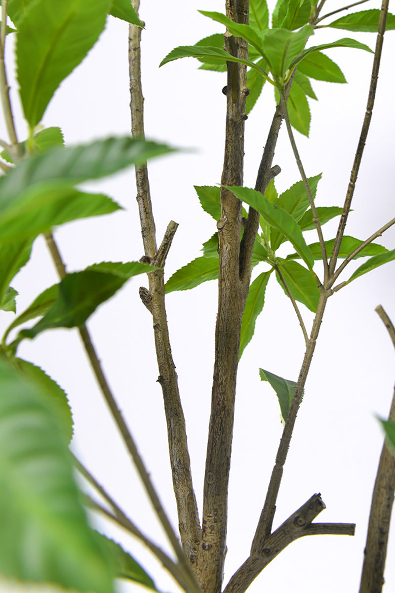 Artificial Pieris Tree with Realistic Branch Structure