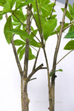 Artificial Pieris Tree with Realistic Branch Structure