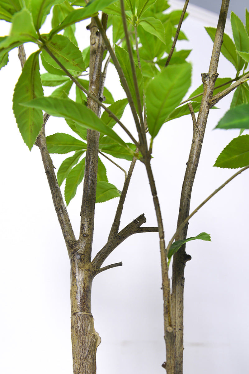 Artificial Pieris Tree with Realistic Branch Structure