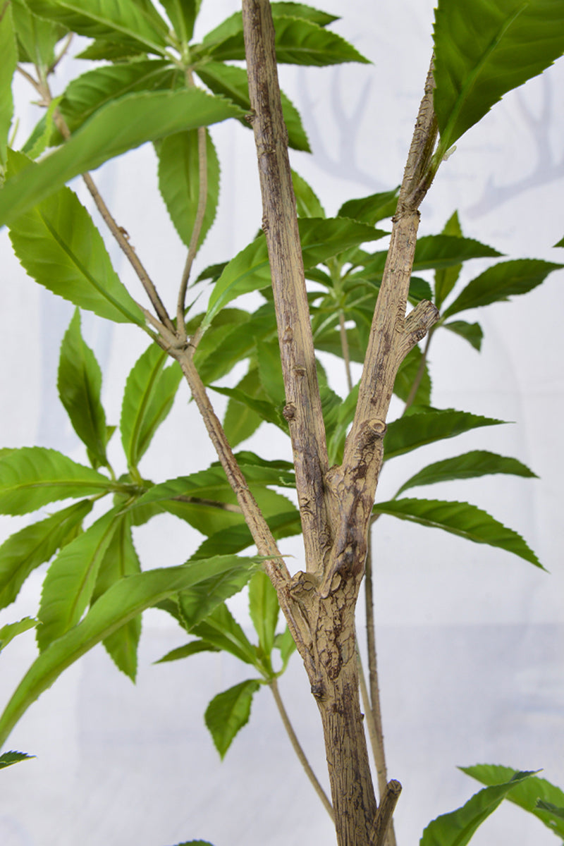 Artificial Pieris Tree with Realistic Branch Structure