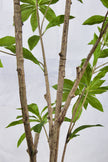 Artificial Pieris Tree with Realistic Branch Structure