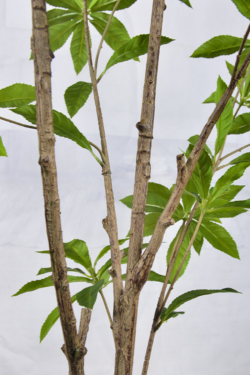 Artificial Pieris Tree with Realistic Branch Structure