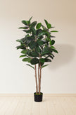 Rubber J: Artificial Rubber Tree with Variegated Leaves and Triple Trunks