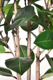 Rubber J: Artificial Rubber Tree with Variegated Leaves and Triple Trunks