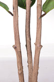 Rubber J: Artificial Rubber Tree with Variegated Leaves and Triple Trunks