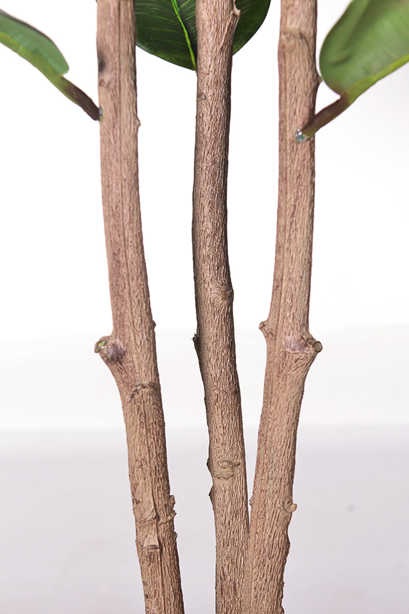 Rubber J: Artificial Rubber Tree with Variegated Leaves and Triple Trunks