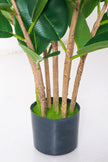 Rubber J: Artificial Rubber Tree with Variegated Leaves and Triple Trunks