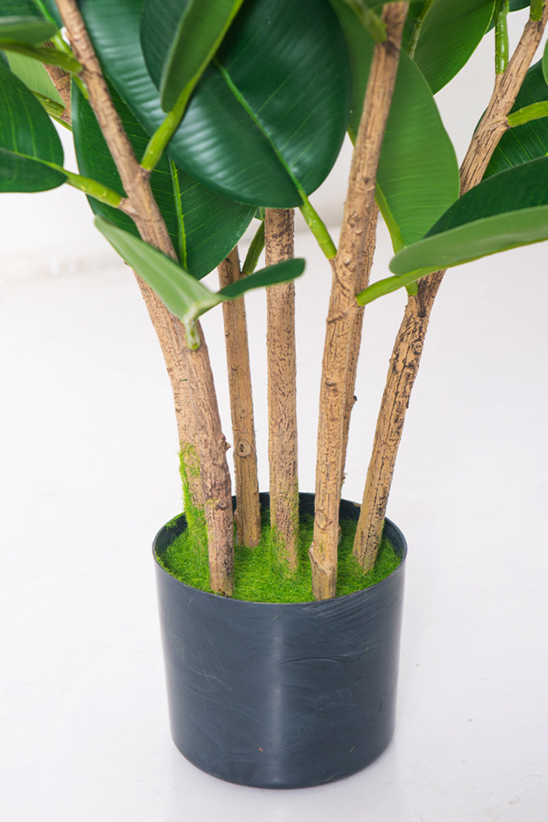 Rubber J: Artificial Rubber Tree with Variegated Leaves and Triple Trunks